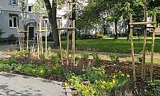 Zielona rewolucja na Mokotowie. Nowe podwórka i ulice pełne drzew