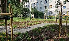 Zielona rewolucja na Mokotowie. Nowe podwórka i ulice pełne drzew