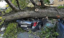 Drzewo runęło na auta. Dwie osoby w środku
