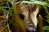 Sarny kontra deweloperzy. Czy przyroda przetrwa napór betonu?