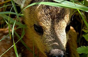 Sarny kontra deweloperzy. Czy przyroda przetrwa napór betonu?