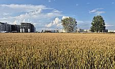 Sarny kontra deweloperzy. Czy przyroda przetrwa napór betonu?