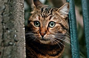 Żoliborz szuka karmicieli kotów. 826 zwierząt czeka na pomoc