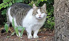 Żoliborz szuka karmicieli kotów. 826 zwierząt czeka na pomoc