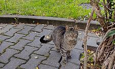 Żoliborz szuka karmicieli kotów. 826 zwierząt czeka na pomoc