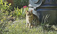 Żoliborz szuka karmicieli kotów. 826 zwierząt czeka na pomoc