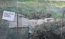 "Macierzyństwo" pod ochroną po akcie wandalizmu