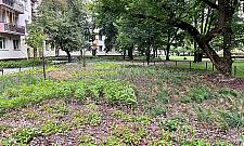 Tysiące roślin zamiast betonu. Studenci SGGW odmienili podwórko