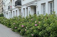 Żoliborz zakwitnie. Nowe rośliny w parkach i na skwerach