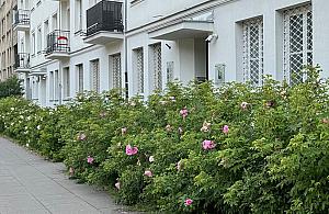 Żoliborz zakwitnie. Nowe rośliny w parkach i na skwerach