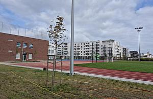 Trawa naturalna czy sztuczna? "Za rok będzie klepisko"