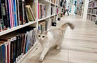 Chrzanów czeka na drugą bibliotekę. Długo poczeka