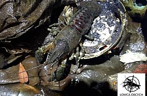 Łacha Potocka posprzątana. Ekolodzy wyłowili tysiące śmieci