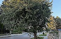 Spór na Elsnerowie. Stara grusza brudzi chodnik