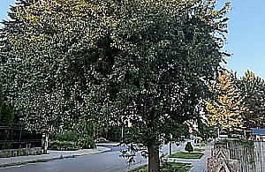 Spór na Elsnerowie. Stara grusza brudzi chodnik