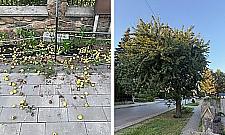 Spór na Elsnerowie. Stara grusza brudzi chodnik