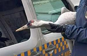 Wyczerpany żuraw wylądował na warszawskim podwórku. Pomogli mu strażnicy miejscy