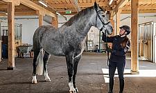 Stołeczna policja ma dwa nowe konie