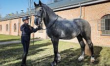 Stołeczna policja ma dwa nowe konie