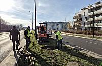 Lazurowa się zazielenia. Kolejne drzewa między jezdniami