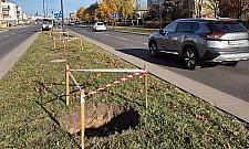 Lazurowa się zazielenia. Kolejne drzewa między jezdniami