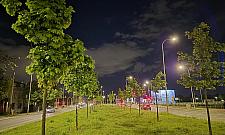 Lazurowa się zazielenia. Kolejne drzewa między jezdniami