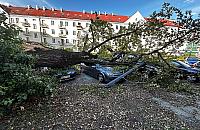 Żoliborz zatrudnił dendrologa. Już jest pierwszy "wyrok"