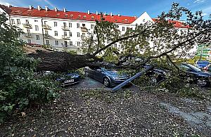 Żoliborz zatrudnił dendrologa. Już jest pierwszy "wyrok"