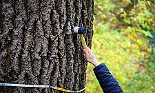 Żoliborz zatrudnił dendrologa. Już jest pierwszy "wyrok"