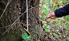 Żoliborz zatrudnił dendrologa. Już jest pierwszy "wyrok"