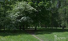 Warszawa odnowi zapomniane parki. Na początek Elizeum