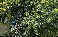 Warszawa walczy z inwazyjnym drzewem z Azji