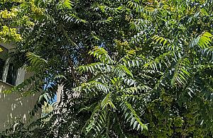 Warszawa walczy z inwazyjnym drzewem z Azji