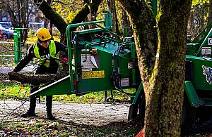 Sady Żoliborskie odzyskują dawny blask. Ruszyła pielęgnacja 250 drzew owocowych