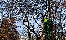 Sady Żoliborskie odzyskują dawny blask. Ruszyła pielęgnacja 250 drzew owocowych