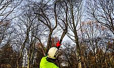 Sady Żoliborskie odzyskują dawny blask. Ruszyła pielęgnacja 250 drzew owocowych