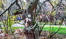 Sady Żoliborskie odzyskują dawny blask. Ruszyła pielęgnacja 250 drzew owocowych