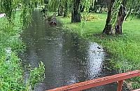 Czy Potok Bielański da się uratować? Radny walczy od lat