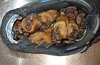 Nietoperze znalazły schronienie na balkonie