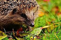 Jesień w parku i ogrodzie. Legionowo apeluje o ograniczenie grabienia liści