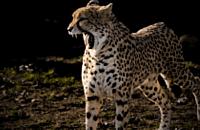 Lava wygrała listopadowy plebiscyt w zoo