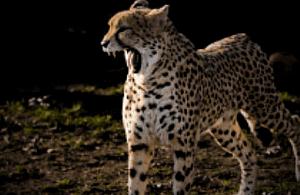 Lava wygrała listopadowy plebiscyt w zoo