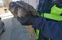 Ekopatrol pomógł rannym myszołowom. Ptaki trafiły do Ptasiego Azylu