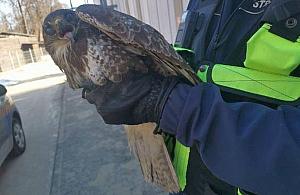 Ekopatrol pomógł rannym myszołowom. Ptaki trafiły do Ptasiego Azylu
