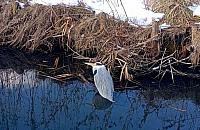 Port Czerniakowski: Ekopatrol uratował osłabioną czaplę siwą