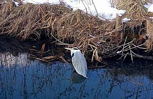 Port Czerniakowski: Ekopatrol uratował osłabioną czaplę siwą