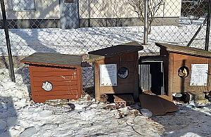 "Pokazówka" czy realna pomoc? Burza po wpisie wiceburmistrza o kotach