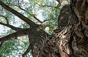 Topola Obrońców wśród finalistów Drzewa Roku 2026