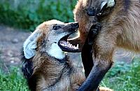 Urodziny wilków grzywiastych w warszawskim zoo. Pedro i Pascal kończą 2 lata