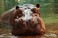 Hugo bez prawego kła. Opiekunowie uspokajają po urazie hipopotama